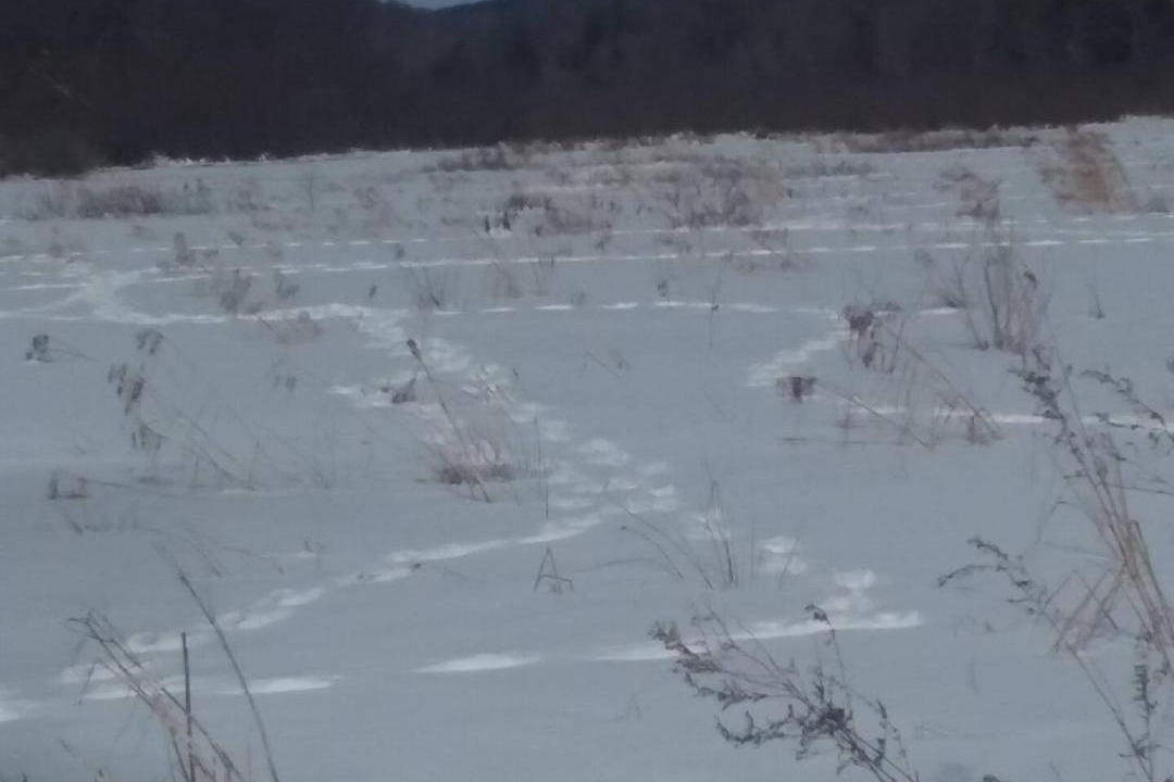Photo of Others in Conewango Valley