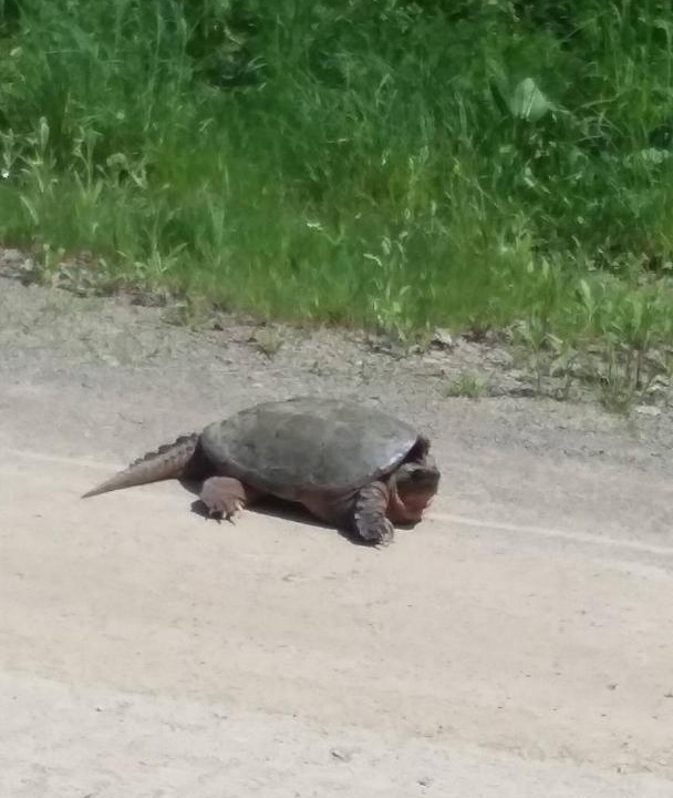 Photo of Others in Conewango Valley