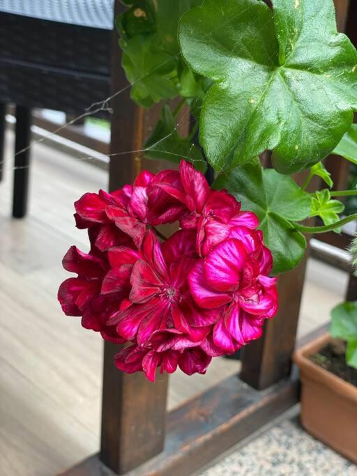 Photo of Patio Balcony in Ayder