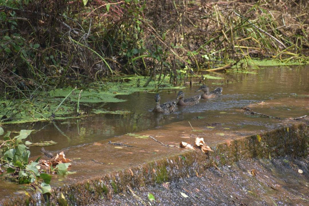 Photo of Others in Bigues I Riells