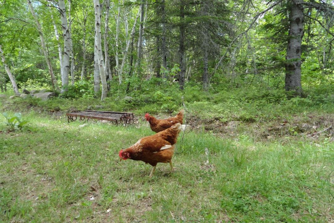 Photo of Others in Baie-St-Paul
