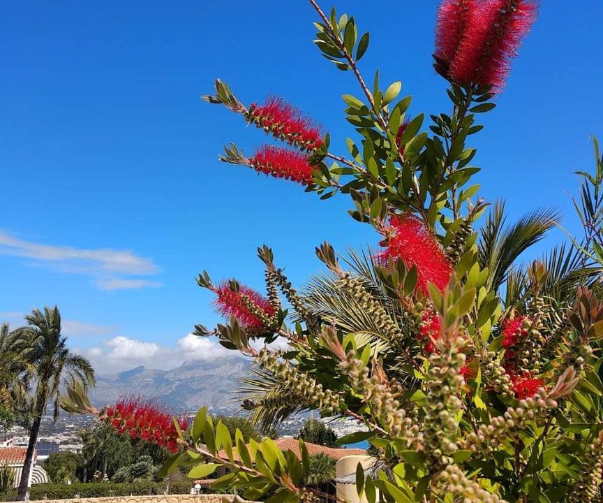 Photo of Outdoor in El Albir