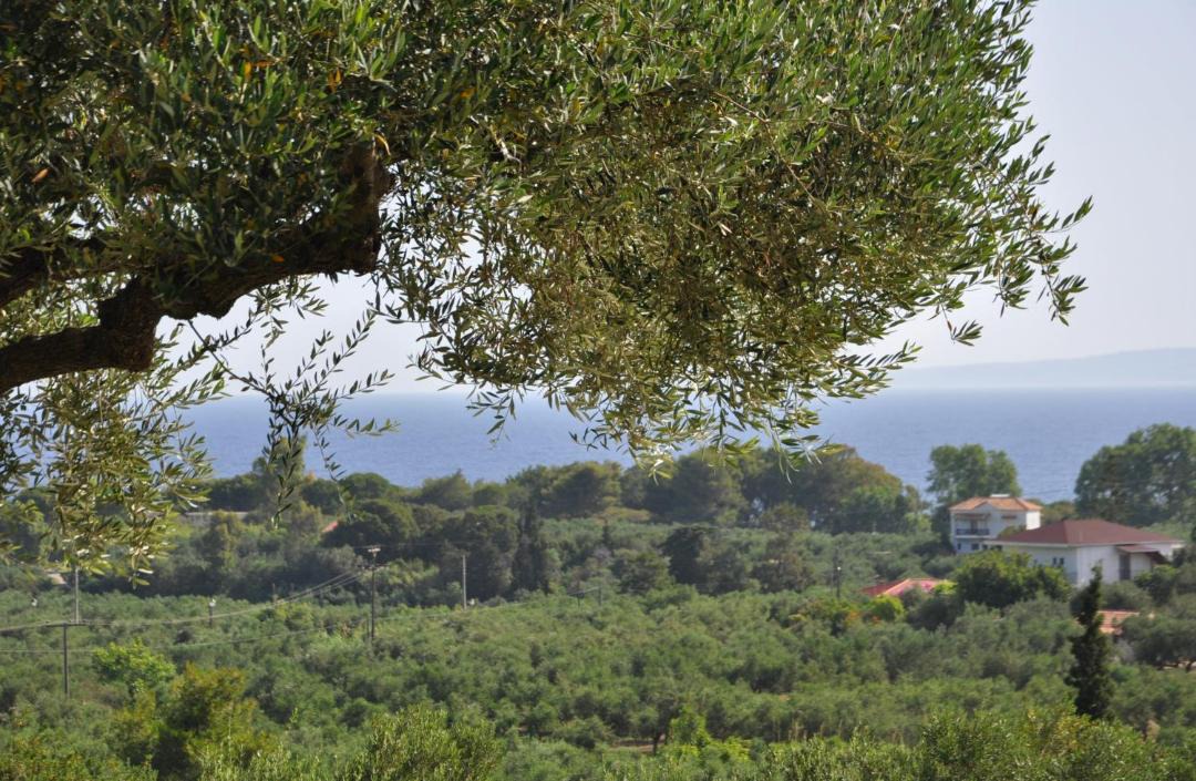 Photo of Outdoor in Ano Vasilikos