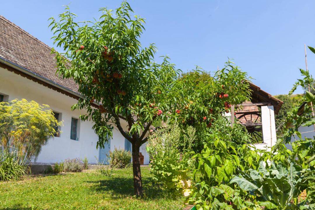Photo of Others in Szalka