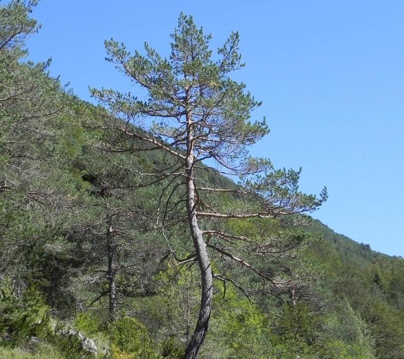 Photo of Others in Javierre