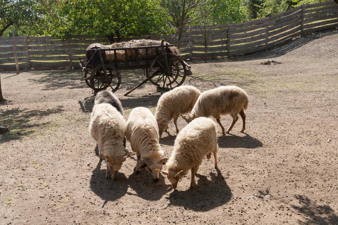 Photo of Others in Szilvasvarad